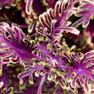 100PCS Coleus Flower Seeds Purple Green Bi-color Spider ShapedItem NO.: SH11941C