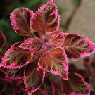 100PCS Coleus Flower Seeds Rose Pinkish Reish Brown ColorsItem NO.: SH11942C