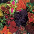 100PCS Mixed Coleus Flower Seeds ColorfulItem NO.: SH11943C