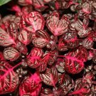100PCS Red Coleus Flower Seeds ColorfulItem NO.: SH11944C