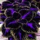 Coleus Black/Blue 100 seeds - Painted Nettle - blumei - Solenostemon - Coleus scutellarioides - Flam