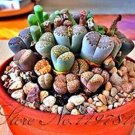 100 Pcs Rare Succulents Bonsai Mix Plant Lithops Flowers Cactus Garden Plants Garden Decoration (Col