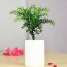 Rare Araucaria Heterophyll Seed Planting Is Simple Potted BalconyItem NO.: CO-1701