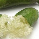 20 Pcs Novel Finger Limes Citrus Pomegranate Bonsai Delicious Sweet Fruit Bonsai for Home Garden Pla