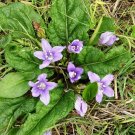 10 Seeds The Mandrake Mandragora Officinarum Mandrake RootItem NO.: SH11974C 10 Seeds The Mandrake Mandragora Officinarum Mandrake RootItem NO.: SH11974C
