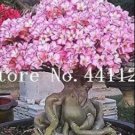 100% Desert Rose Verde Verde Ornamental Plants Balcony Ver ed Potted Flowers Ver ed Adenium Obesum V