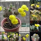 100pcs Fresh Real Pachypodium brevicaule - Huibixiuxiao - Succulent Plant Semillas sementesItem NO.: