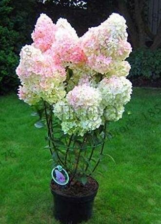 20 Pcs/Bag Vanilla Strawberry Hydrangea Flower Garden for Planting Flower Bonsai Or Tree Flores Hydr