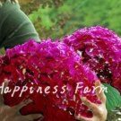 50Pcs Mixed Climbing Hydrangea Seed Paniculata Vanilla Fraise Strawberry Hydrangea Flower Climbing P