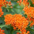Butterfly Milkweed/Monarch Flower (Asclepias Tuberosa), Pack of 400 SeedsItem NO.: SH11989C