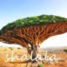 Dragon Blood Tree (Dracaena Sanderiana) Seeds Color 2Item NO.: CO-1697