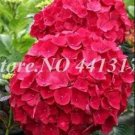 40pcs/ Bag Vanilla Strawberry Hydrangea Flower See edsfor Planting Flower See ed or Tree Hydrangea M