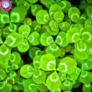 100 clover flowers, bonsai, clover flowers, clover flowers, lucky flowers, decoration plants for hom