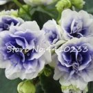 50 Pcs Mini Seed Violet Plants Colorful Rare African Flower for Garden Perennial Herb Indoor Matthio
