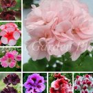 100 Pcs MUL Color Geranium Flowers Rare Seeds Flower Perennial Plants Pelargonium Peltatum Indoor Ro
