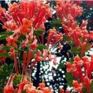 Mina Lobata Bonsai, Flower DIY Potted Plants, Indoor Outdoor Pot SeedsItem NO.: SH112003C Mina Lobata Bonsai, Flower DIY Potted Plants, Indoor Outdoor Pot SeedsItem NO.: SH112003C