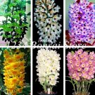 100 Pcs Indoor Balcony Office Rare Orchid Seed Tree Plants Dendrobium Orchids Potted Flowers DIY Hom