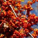 20 Seeds American Bittersweet Vine Seeds Perennial Everlasting Celastrus Scandens Non-Hybrid, Open-P