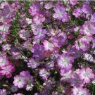 100pcs/lot agrostemma githago Flower Home Garden - (Color: 2)Item NO.: SH112006C