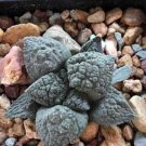 100pcs Fresh Real Ariocarpus retusus - Yanmudan - Planta suculenta Semillas sementes - (Color: 14)It