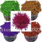 Hot Pellia for Live Fish Moss Fern Aquarium Plant Java Fish Tank Aquatic Grass Landscape Decoration 