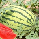 20 pcs Lazy Melon King Watermelon Bonsai red Meat Garden Balcony Potted VegetablesItem NO.: SH112010