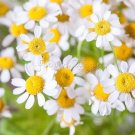 Rare Hierloom 100 Pyrethrum Daisy Seeds a natural insect deterrentItem NO.: SH112011C