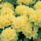50 pcs / Bag Japanese Azalea Rhododendron Azalea Flower Tree Cover Flower 15 Colours See ed DIY Plan