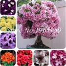 100 Pcs/Bag Japanese Azalea See ed Rhododendron Azalea Flower See ed Tree See edling DIY Plant Home 