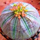 100 Rare Mixed Lithops Plants 24 Kinds Cactus Plants Organic Garden Succulents Bonsai Balcony Flower