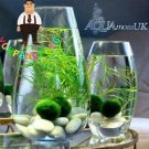 200pcs Moss Live Aquatic Plants Aquarium Water Grass Bonsai Flower Landscape Decoration Ornament - ( 200pcs Moss Live Aquatic Plants Aquarium Water Grass Bonsai Flower Landscape Decoration Ornament - (