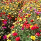 500pcs Mixed Color Moss-Rose Purslane Double Flower for -ing (Portulaca grandiflora), Heat Tolerant 