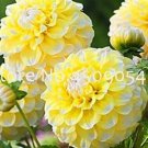 Dahlia Garden, Kind Flower Seed Dahlia Pachyderms Flower Dahlia (Not Bulbs) Flowers Plant Seeds - 10