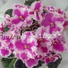 50 Pcs Purple Small Colorful Rare African Flower Plants for Garden, Indoor Perennial Herbs, Matthiol