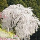 Bonsai Tree Japanese Sakura Seed Rare Japanese Cherry Blossoms Flowers Seed in Bonsai,Pink Prunus Se