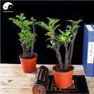 Red Sandalwood Tree SeedsItem NO.: CO-1686