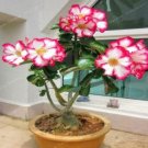 1PC Desert Rose Seeds White Flowers with Rose Pink Edge Big Blooms Single PetalsItem NO.: SH112038C