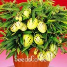 100 Pieces/Lot Genuine! Melon Tree Seed, Pepino Plants, Fruit Garden, Non GMO,Organic FruitItem NO.: