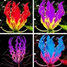 300 Pcs Rare Flame Lily Seeds Not Lily Bulbs It is Bonsai Lily Flower Bonsai Pleasant Fragrance Seed