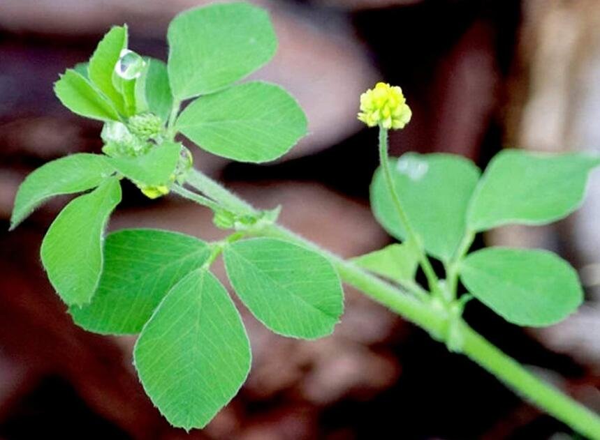 100pcs Black Medic Bright Yellow Flowers Cluster and As Each Flower Matures Makes A Nice Ground Cove