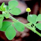 100pcs Black Medic Bright Yellow Flowers Cluster and As Each Flower Matures Makes A Nice Ground Cove