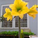 Amaryllis Bulb, Yellow FlowersItem NO.: CO-1685