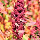 100 RED Head Quinoa Grain Chenopodium Quinoa Pink & Red Heads - White (Best Seeds) Can Grow in PotIt