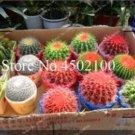 100 Pcs/Bag Hot Mixed Cactus Flower Litopes Succulents Perennials Herb Plants for Home Balcony Garde