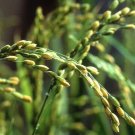 Brown Basmati Rice Seeds - Grow Your Own - theseedhouse - 400 Organic SeedsItem NO.: SH112062C