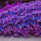 100pcs Blue Coleus Blumei Pink Edge Beautiful Unique Perillic Foliage Herb Flowers Perennials Outdoo