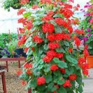 100 pcs Rare Climbing Geranium Pelargonium Peltatum Tree See ed Perennial Flower Indoor Rooms Garden