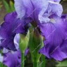 100 Pcs Red Iris Flower Perennial Flower Garden Rare Flower Flores Flores Barbudas Iris Natural Plan