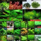 1000pcs/lot - (15 types) Aquarium Grass Water Aquatic Plant Family Seeds SementesItem NO.: SH112085C 1000pcs/lot - (15 types) Aquarium Grass Water Aquatic Plant Family Seeds SementesItem NO.: SH112085C