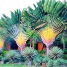 10 pcs/ Bag Japan Cycas Indoor Drawf Seed Potted Outdoor Sago Palm Tree Flower Plant for Home Garden